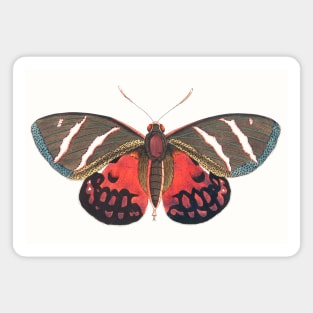 Papilio Icarus Magnet